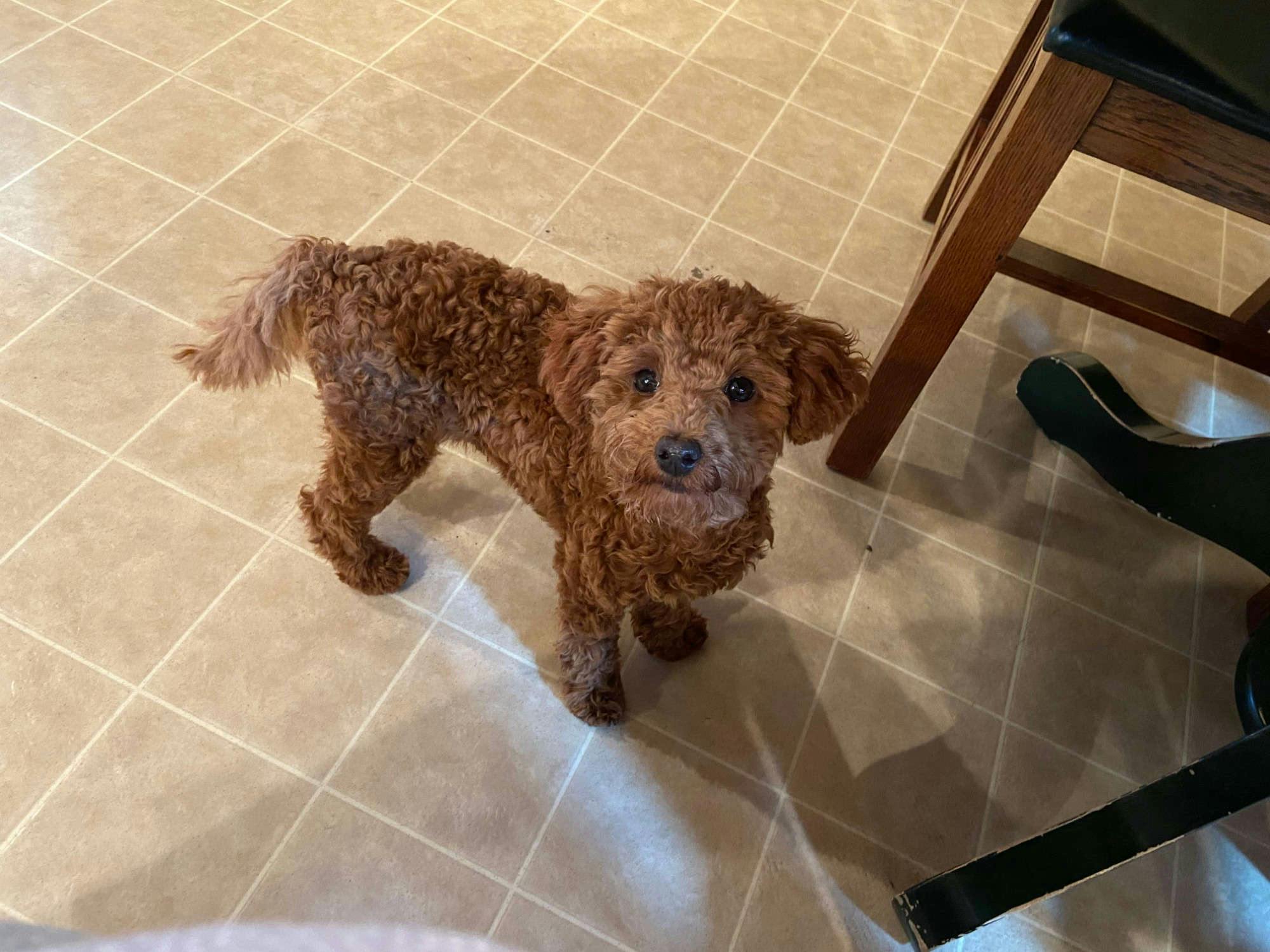 Red Toy Poodle with a tail